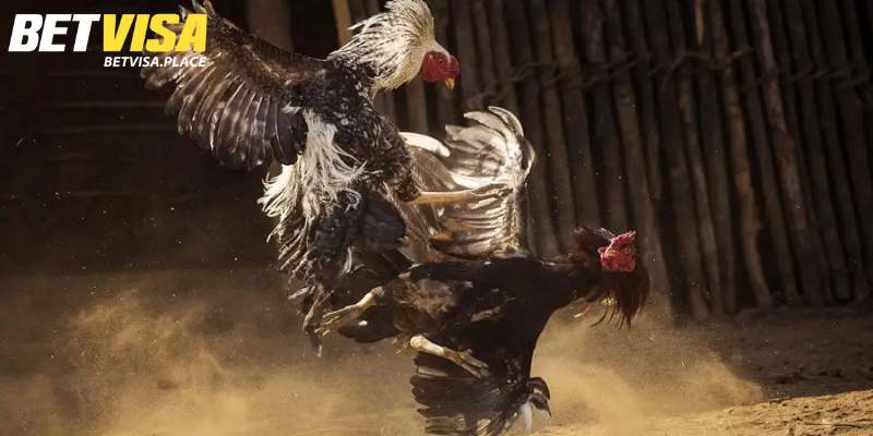 Cách Chăm Sóc Gà Sau Khi Đá Về Phục Hồi Nhanh Sau 2 Ngày 2 Vì sao cần thực hiện cách chăm sóc gà sau khi đá về?