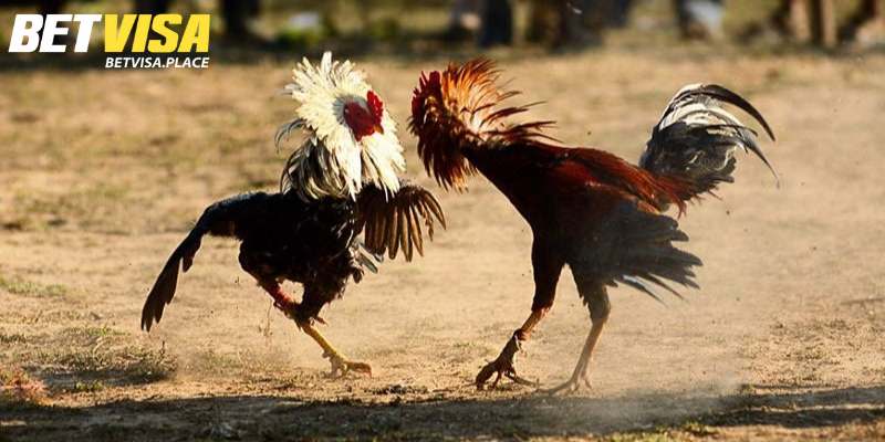 Cách Chăm Sóc Gà Sau Khi Đá Về Phục Hồi Nhanh Sau 2 Ngày 4 Bí quyết om chiến kê sau khi thi đấu về