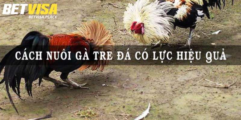Hướng Dẫn Cách Nuôi Gà Tre Đá Có Lực Từ Chuyên Gia Betvisa 2 Cách nuôi gà tre đá có lực cực hiệu quả