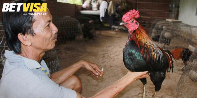 Cách Chăm Sóc Gà Sau Khi Đá Về Phục Hồi Nhanh Sau 2 Ngày 3 Quy trình chăm sóc gà khi đá về