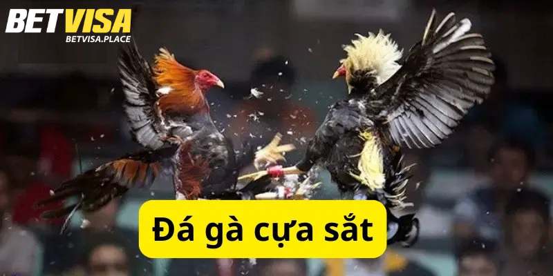 Đá Gà Nòi Cựa Sắt - Loại Hình Cá Cược Hot Nhất Tại Betvisa 2 Giới thiệu về bộ môn đá gà nòi cựa sắt